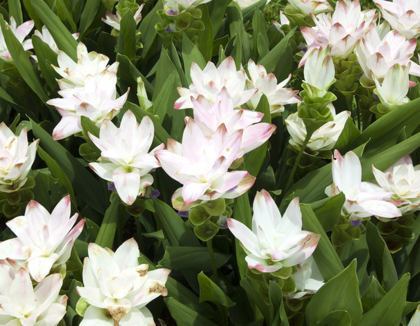 Campo de siam tulipán flores
 - Foto, Imagen