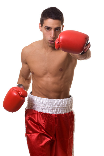 Boxer - Фото, изображение