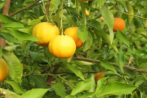 Yuzu - Japanse citroen bush - Foto, afbeelding