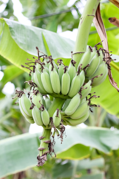 Bananas with green hulls - Foto, Imagem
