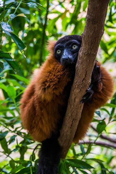 Nahaufnahme Lemur rot gerafft - Foto, Bild