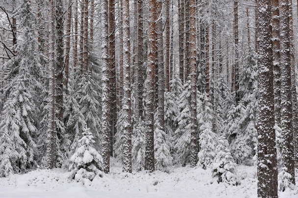Taiga in early winter. After a snowfall. - Foto, imagen