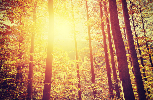 Retro toned picture of autumnal forest at sunset. - Photo, Image