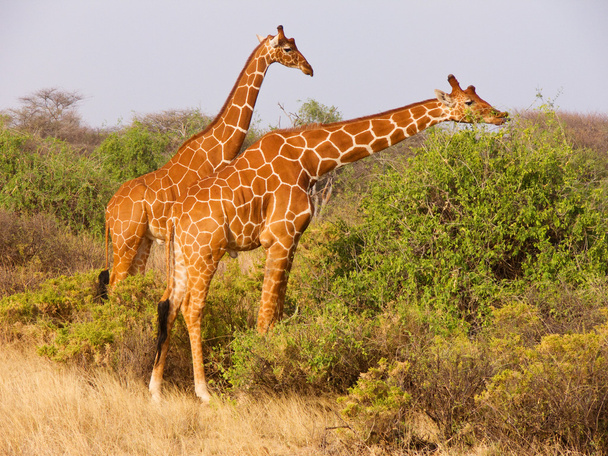 Duas girafas reticuladas comendo folhas de arbustos
 - Foto, Imagem