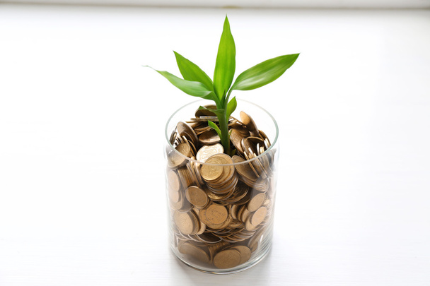 Rostlina roste v mincích - Fotografie, Obrázek