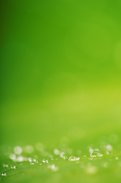 Капли воды и зеленый лист на фоне
 - Фото, изображение