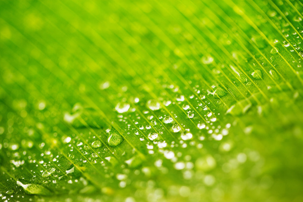 Gotas de lluvia y bacground de textura de hoja verde fresca
 - Foto, Imagen