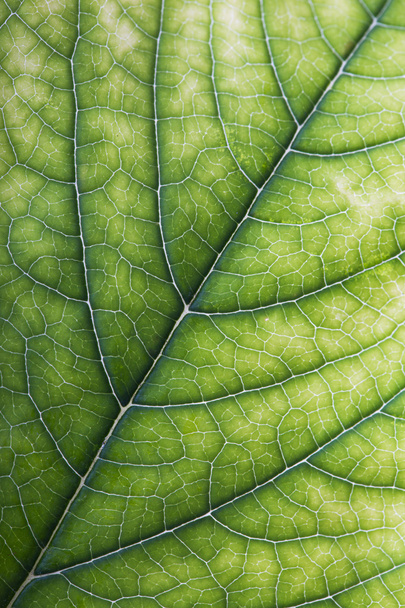 Texture astratta foglia verde per sfondo - Foto, immagini