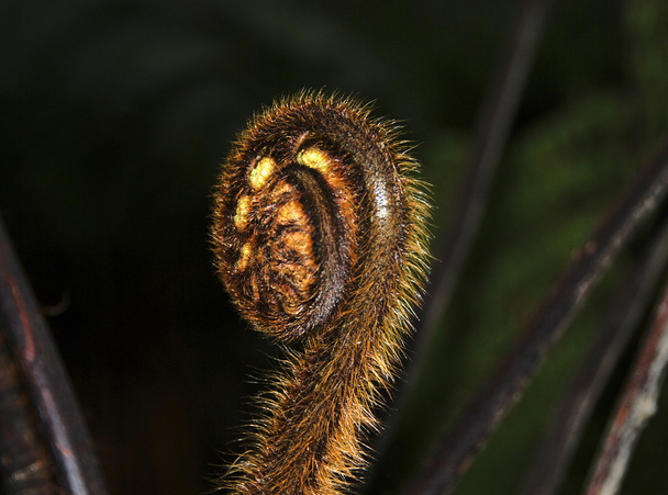 ontvouwen fern varenblad - Foto, afbeelding