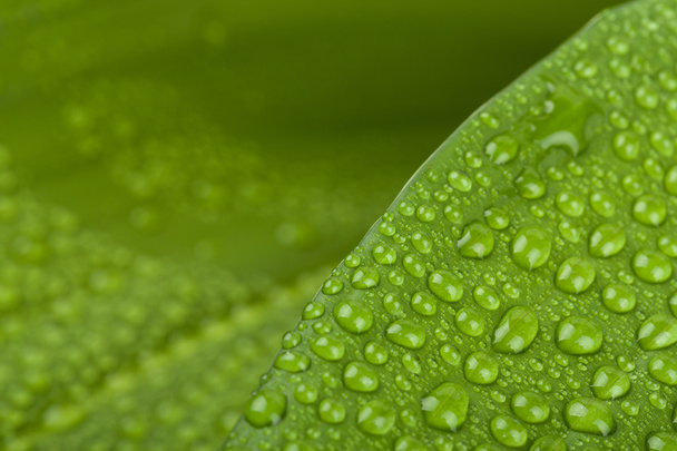 Wassertropfen auf grünem Pflanzenblatt - Foto, Bild