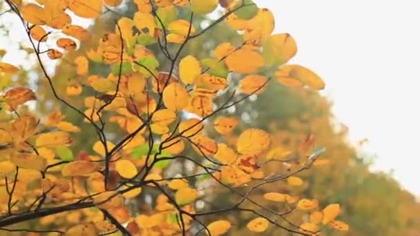 Piękny autum żółte liście - Materiał filmowy, wideo