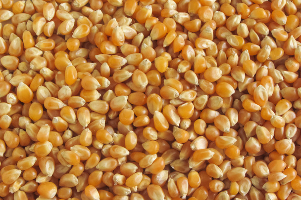 suchej kukurydzy jako tekstury - Zdjęcie, obraz