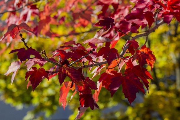 leaves in Autumn - Фото, изображение