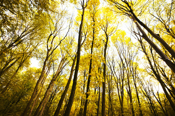 autumn golden forest - Fotoğraf, Görsel