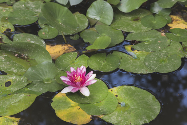 Lilien im Wasser im Sumpf - Foto, Bild