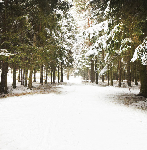 snowy trees in forest - Zdjęcie, obraz