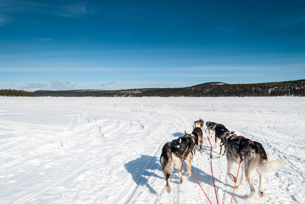 Aracılığıyla İsveçli Lapland kutuplarda kızak köpek - Fotoğraf, Görsel