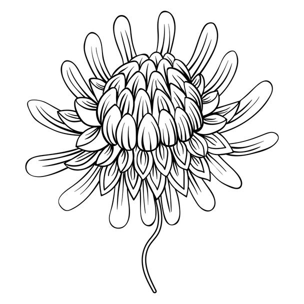 Coloring page with Etlingera flowers, Torch Ginger, Philippine W - Vector, Image