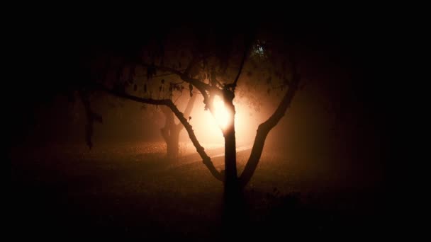Dziwne światła w drewnie, sylwetka drzewa - Materiał filmowy, wideo