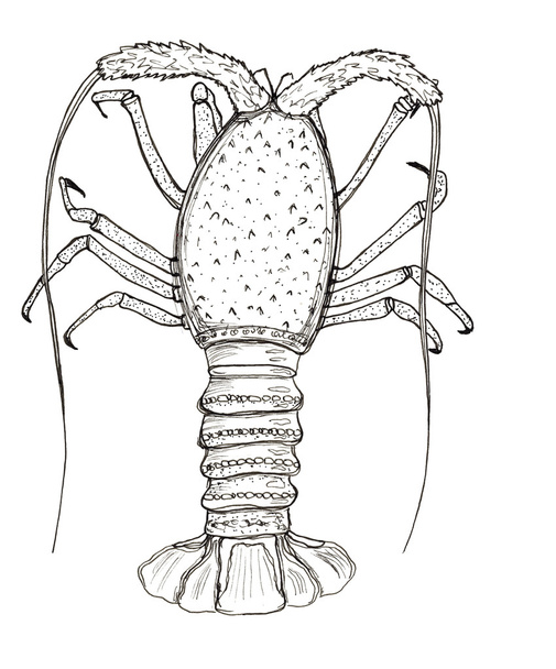 Hand drawn sketch graphics spiny lobster isolated on white - Foto, Bild