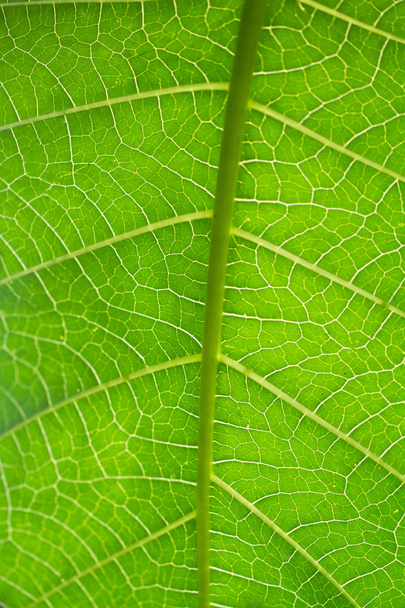 Macro venas de hojas
 - Foto, Imagen