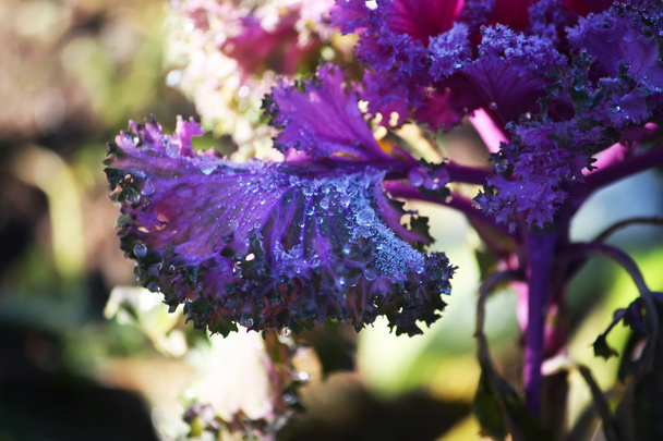 Μοβ λάχανο διακοσμητικά φύλλα - Φωτογραφία, εικόνα