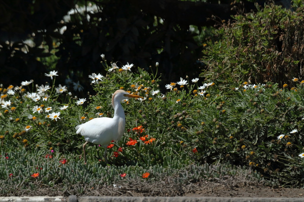 Egrets durante a caça de insetos
 - Foto, Imagem