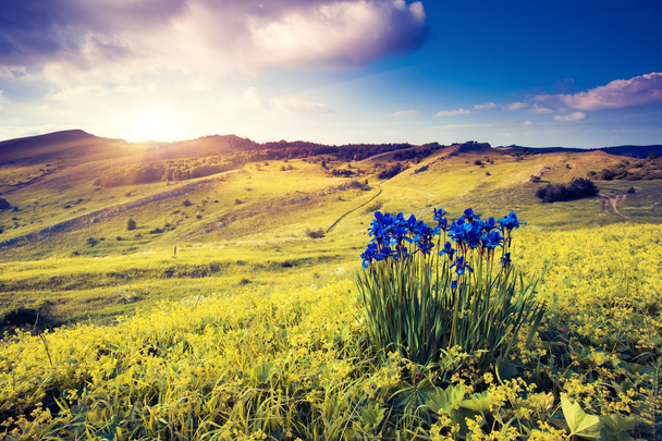 Magic flowers in mountain landscape - Photo, Image