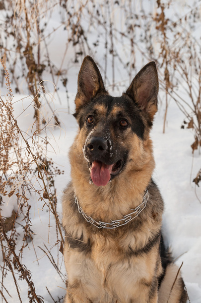 Schäferhund-Kopf steht im Schnee - Foto, Bild