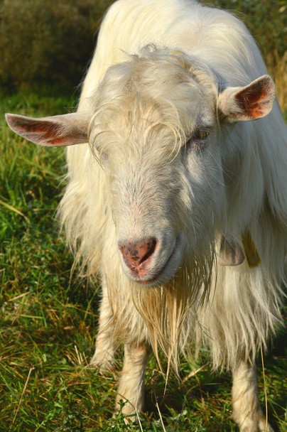 Счастливая коза
 - Фото, изображение