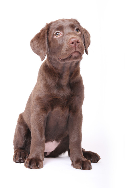 Лабрадорский щенок
 - Фото, изображение