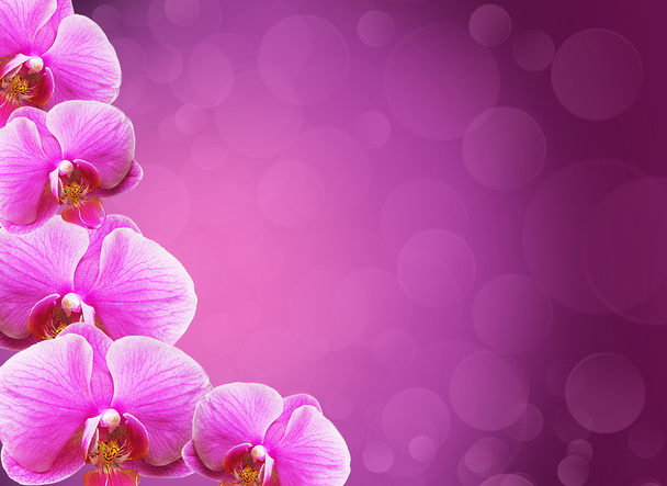 Orchids - Фото, изображение