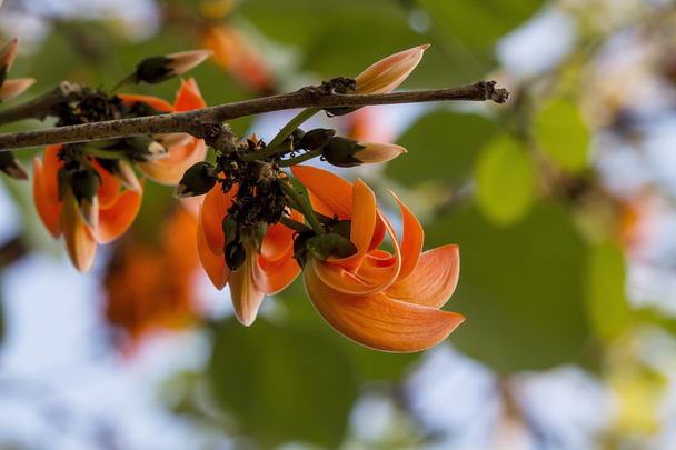 Bâtard orange Teck dans la jungle, Symbole Fleur d'Udon thani
 - Photo, image