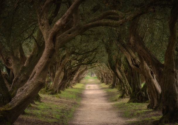 Тоннель оливковых деревьев Испании
 - Фото, изображение