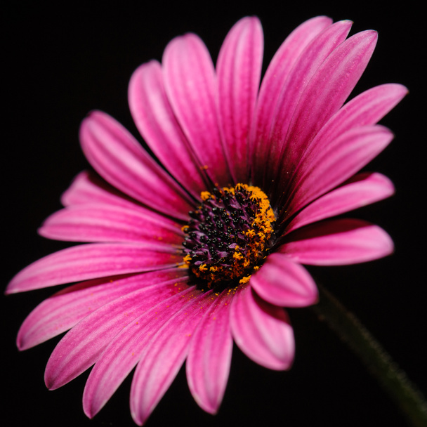 cosmos flor roxa
 - Foto, Imagem
