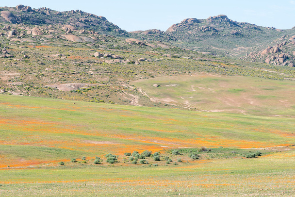 Orange wild flowers near Garies - Photo, Image