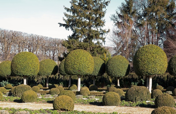 struiken Buxus, Franse tuin. - Foto, afbeelding