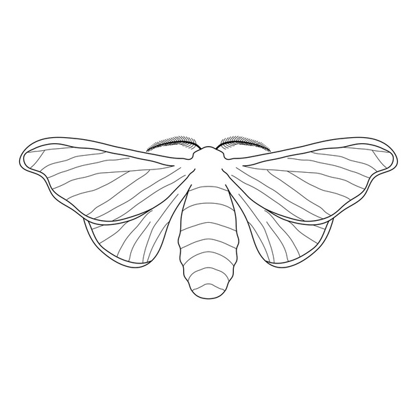 Schmetterling Bombyx mori. Skizze eines Schmetterlings. Schmetterling isoliert auf weißem Hintergrund. - Vektor, Bild