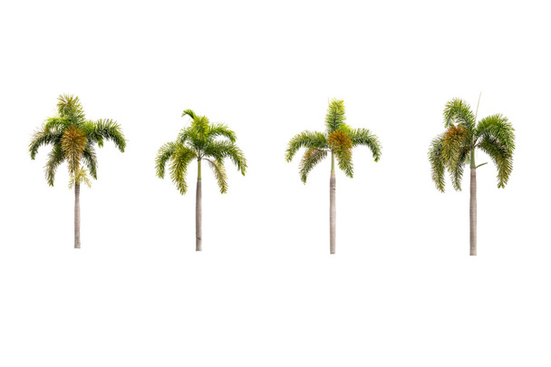 palmbomen geïsoleerd op wit - Foto, afbeelding