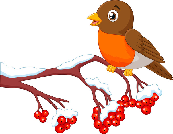 Dibujos animados hermoso pájaro petirrojo posando en el árbol de bayas
 - Vector, imagen