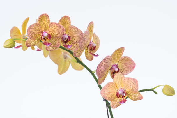 žlutá phalaenopsis orchideje - Fotografie, Obrázek