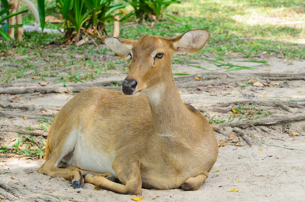 Eld's deer also known as the thamin or brow-antlered deer. - Photo, Image