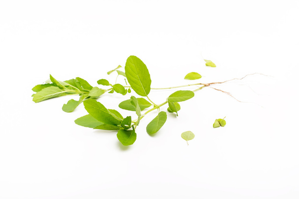 vihreä basilika eristetty valkoisella taustalla - Valokuva, kuva