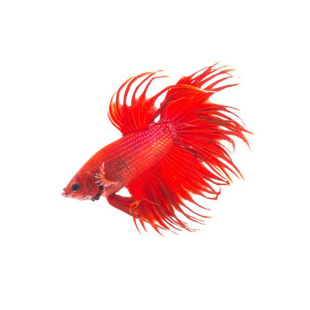 oranje rode siamese vechten vis, betta splendens geïsoleerd op witte achtergrond - Foto, afbeelding