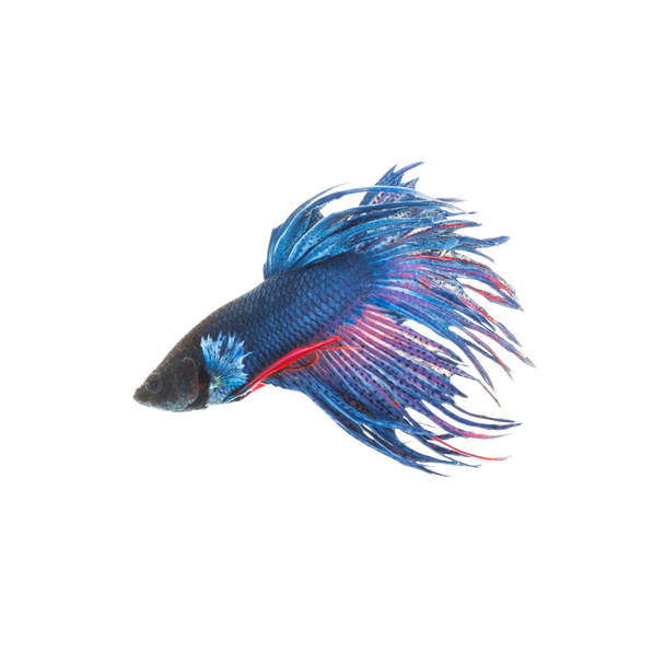 blauer siamesischer Kampffisch, betta splendens isoliert auf weißem Hintergrund - Foto, Bild