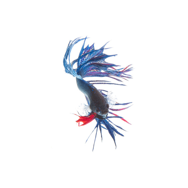 blauer siamesischer Kampffisch, betta splendens isoliert auf weißem Hintergrund - Foto, Bild