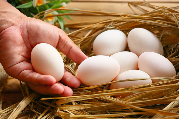 自然、新鮮な卵料理や原料、新鮮な卵の背景のために巣の中の卵. - 写真・画像