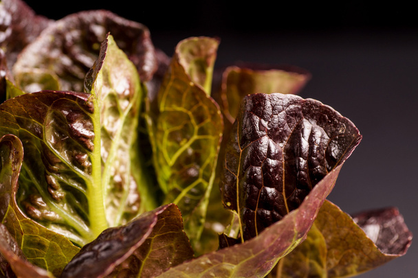 roter Bio-Salat - Foto, Bild