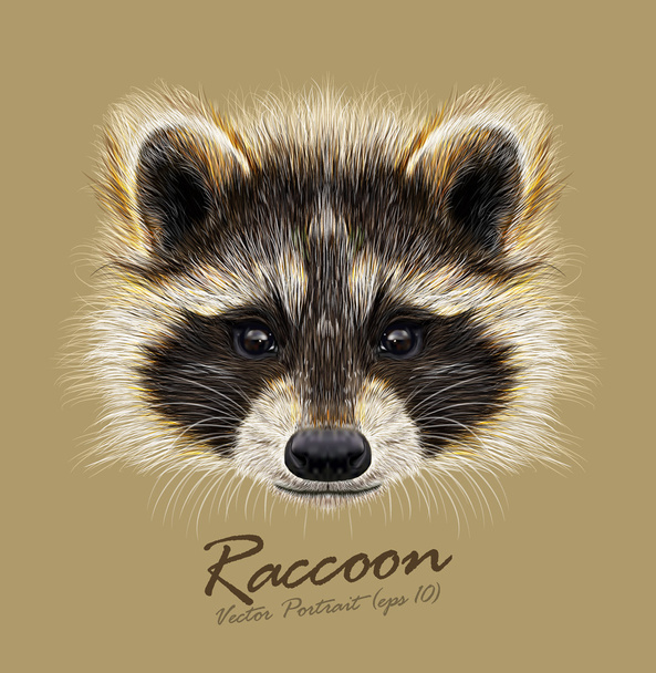 Raccoon Procyon lotor wild animal face. Vector cute North American mask raccoon head portrait. Realistic fur portrait of funny trash cat racoon isolated on beige background. - Vector, Image
