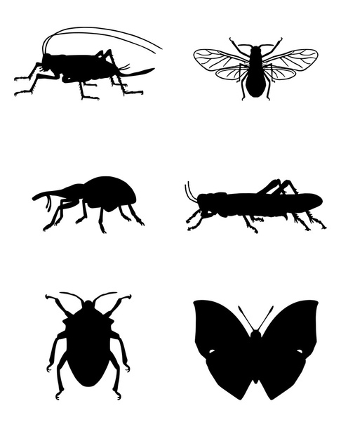 Verschiedene Insekten - Vektor, Bild